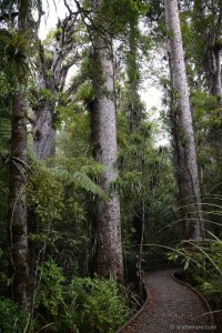 Kauri